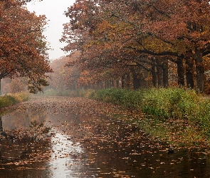 Trawy, Drzewa, Jesień, Rzeka