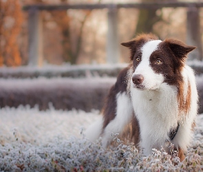 Pies, Rośliny, Oszronione, Border collie