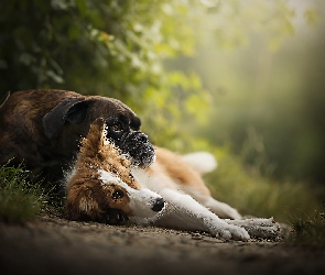 Psy, Rośliny, Border collie, Bokser, Leżące