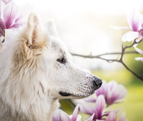 Pies, Magnolie, Kwiaty, Biały owczarek szwajcarski