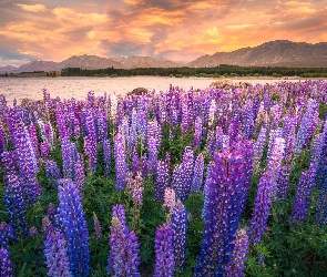 Nowa Zelandia, Góry, Łubin, Zachód słońca, Jezioro Tekapo