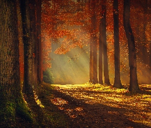 Jesień, Las, Przebijające Światło, Promienie Słońca, Blask, Drzewa
