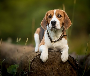 Roślinki, Kłody, Pies, Beagle