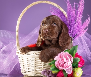 Kwiatki, Koszyk, Szczeniak, Spaniel