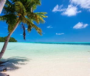 Plaża, Palmy, Lato, Morze