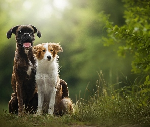 Bokser, Trawa, Krzew, Border collie, Psy