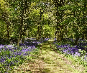 Anglia, Wielka Brytania, Dzwonki, Ścieżka, Drzewa, Kwiaty, Shipley Country Park