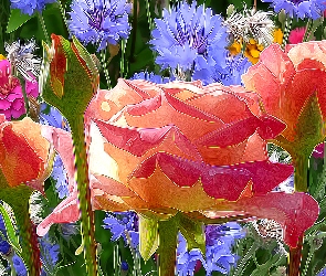 Fractalius, Chabry, Kwiaty, Róże