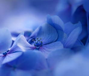 Niebieskie, Rozmyte tło, Hortensja, Kwiaty