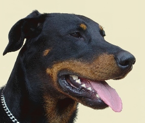Głowa, Owczarka francuskiego Beaucerona