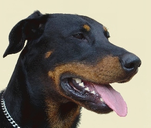 Owczarka francuskiego Beaucerona, Głowa