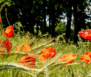 Maki, Zboże, Łąka