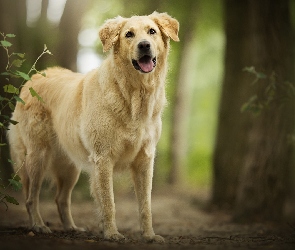 Las, Drzewa, Pies, Golden retriever