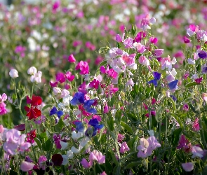 Pachnący Groszek, Kwiatki, Kolorowe
