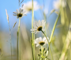 Margerytka, Trawa, Źdźbła, Kwiat, Biała