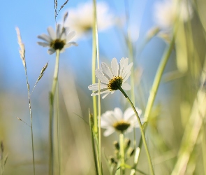 Biała, Trawa, Kwiat, Źdźbła, Margerytka