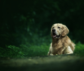 Pies, Tło, Rośliny, Rozmyte, Golden retriever