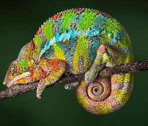 Kameleon lamparci, Gałąź