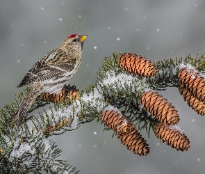 Śnieg, Szyszki, Czeczotka zwyczajna, Ptak, Gałązka, Świerk