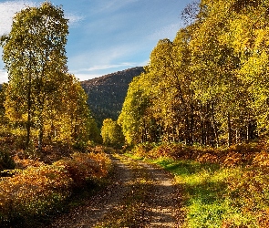 Jesień, Wzgórza, Drzewa, Lasy, Droga