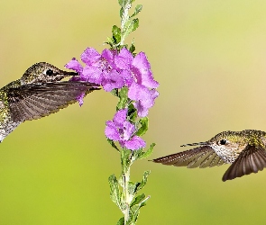 Dwa, Kwiat, Kolibry