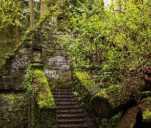 Schody, Ruina, Stan Oregon, Stany Zjednoczone, Park Forest, Drzewa