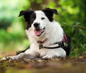 Pies, Mordka, Border collie