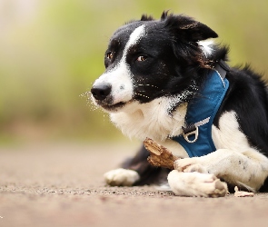 Border collie, Mordka, Pies