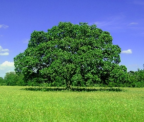 Drzewo, Łąka