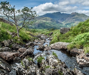 Drzewo, Kamienie, Park Narodowy Snowdonia, Walia, Wzgórza, Rzeczka