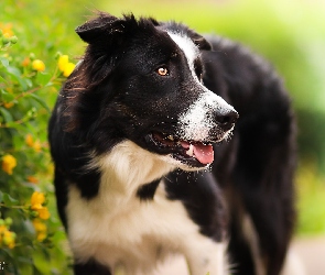 Pioes, Kwiaty, Krzew, Border collie