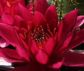 Kwiat, Czerwona, Lilia wodna