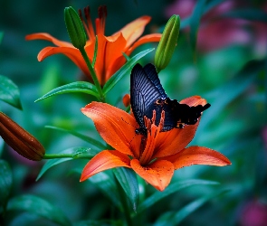 Kwiaty, Papilio okinawensis, Motyl, Czarny, Lilie