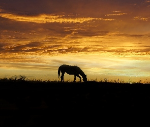 Koń, Zachód słońca