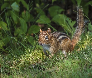 Rośliny, Trawa, Wiewiórka, Chipmunk