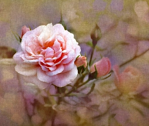 Alberto Guillen, Reprodukcja obrazu, Pąki, Róża, Kwiat, Różowy