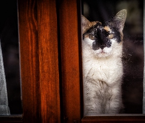 Okno, Szyba, Kot