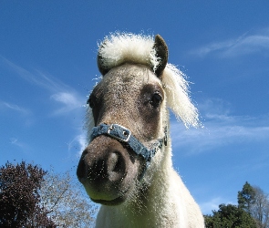 Mały, Pony
