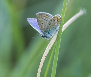 Motyl, Trawa, Źdźbła, Modraszek ikar