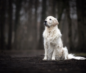 Golden retriever, Pies