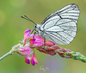 Niestrzęp głogowiec, Kwiat, Motyl