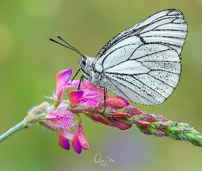 Motyl, Kwiat, Niestrzęp głogowiec