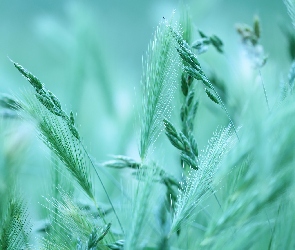 Zielone, Źdźbła, Trawa