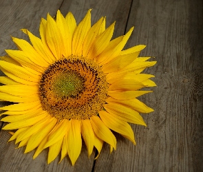 Słonecznik, Deski, Kwiat
