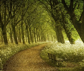 Ścieżka, Ławka, Las