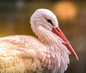 Ptak, Bocian biały