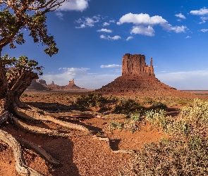 Drzewo, Skały, Wyżyna Kolorado, Stany Zjednoczone, Monument Valley, Dolina Pomników