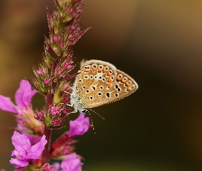 Kwiat, Owad, Motyl, Modraszek agestis