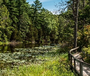Drzewa, Jezioro, Kładka