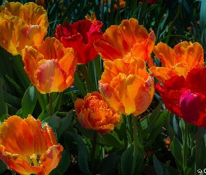 Kolorowe, Kwiaty, Tulipany